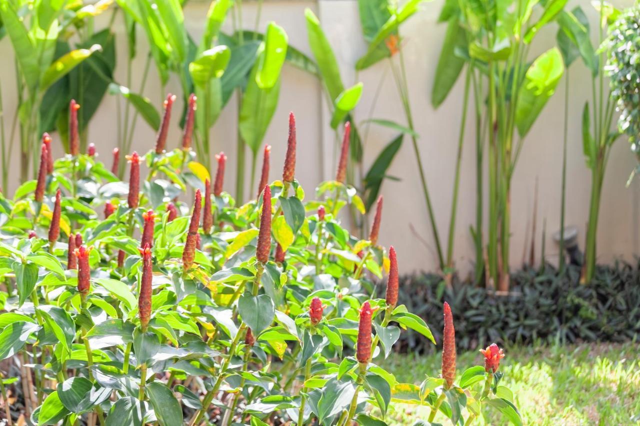 Foxtail Palm Villa Rawai المظهر الخارجي الصورة